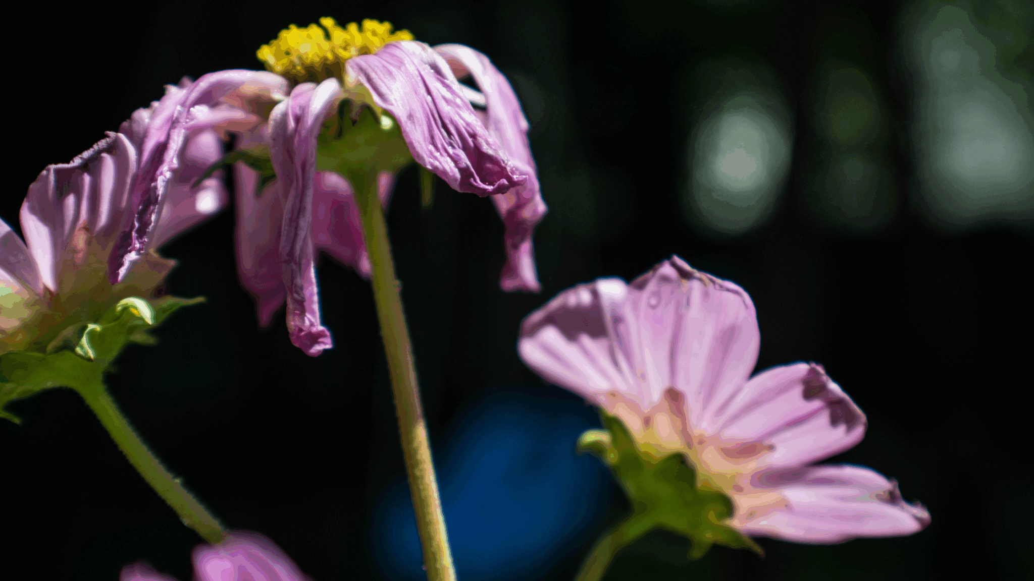Pink daisies wilting to represent when things begin to fall apart.